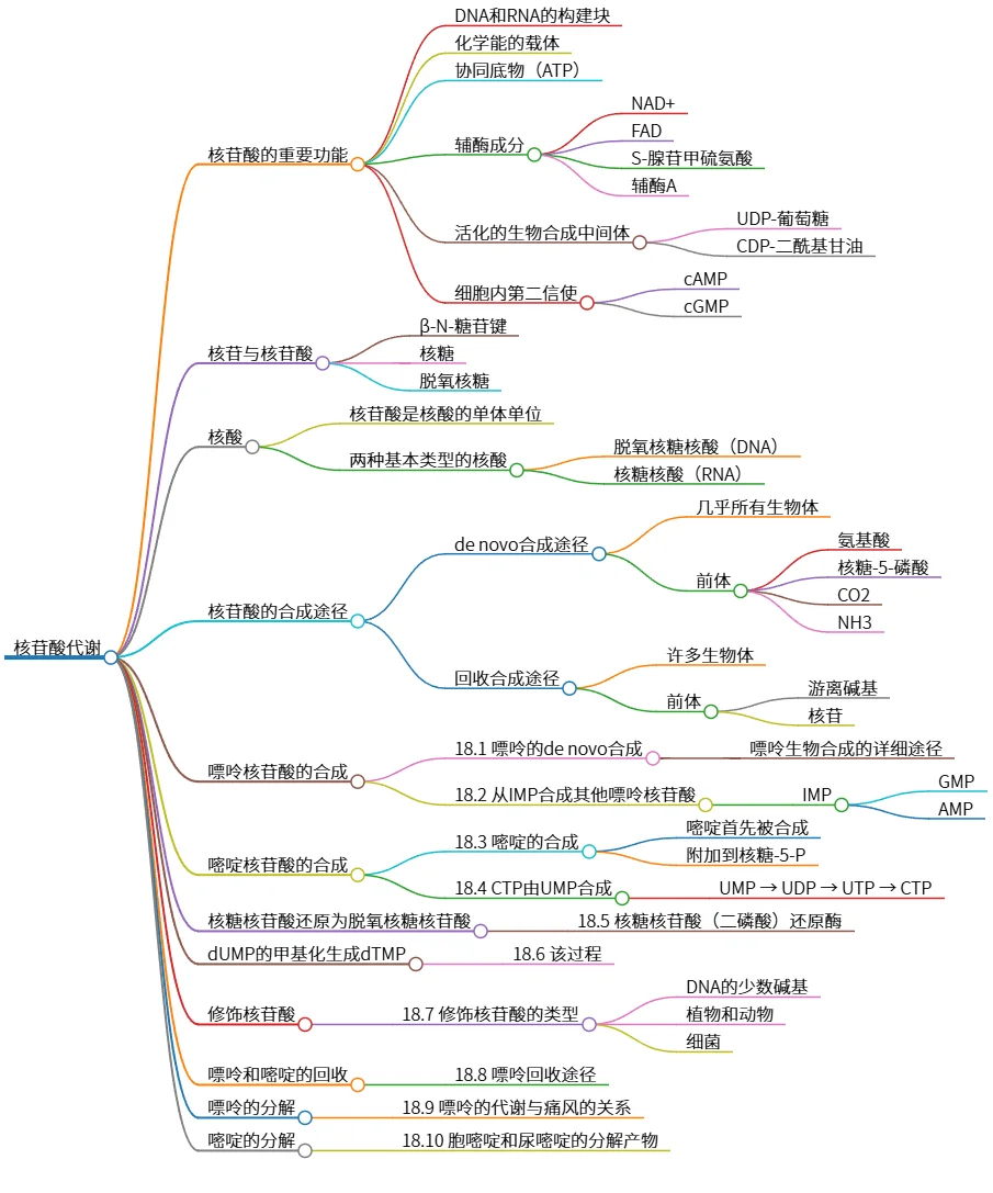 核苷酸代谢:嘌呤与嘧啶的合成与分解机制