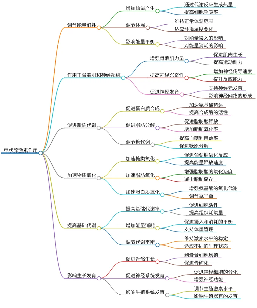 甲状腺激素作用:调节能量、新陈代谢与生长发育