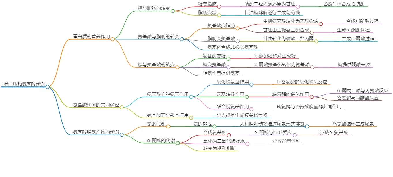 氨基酸和蛋白质代谢:营养作用与代谢途径