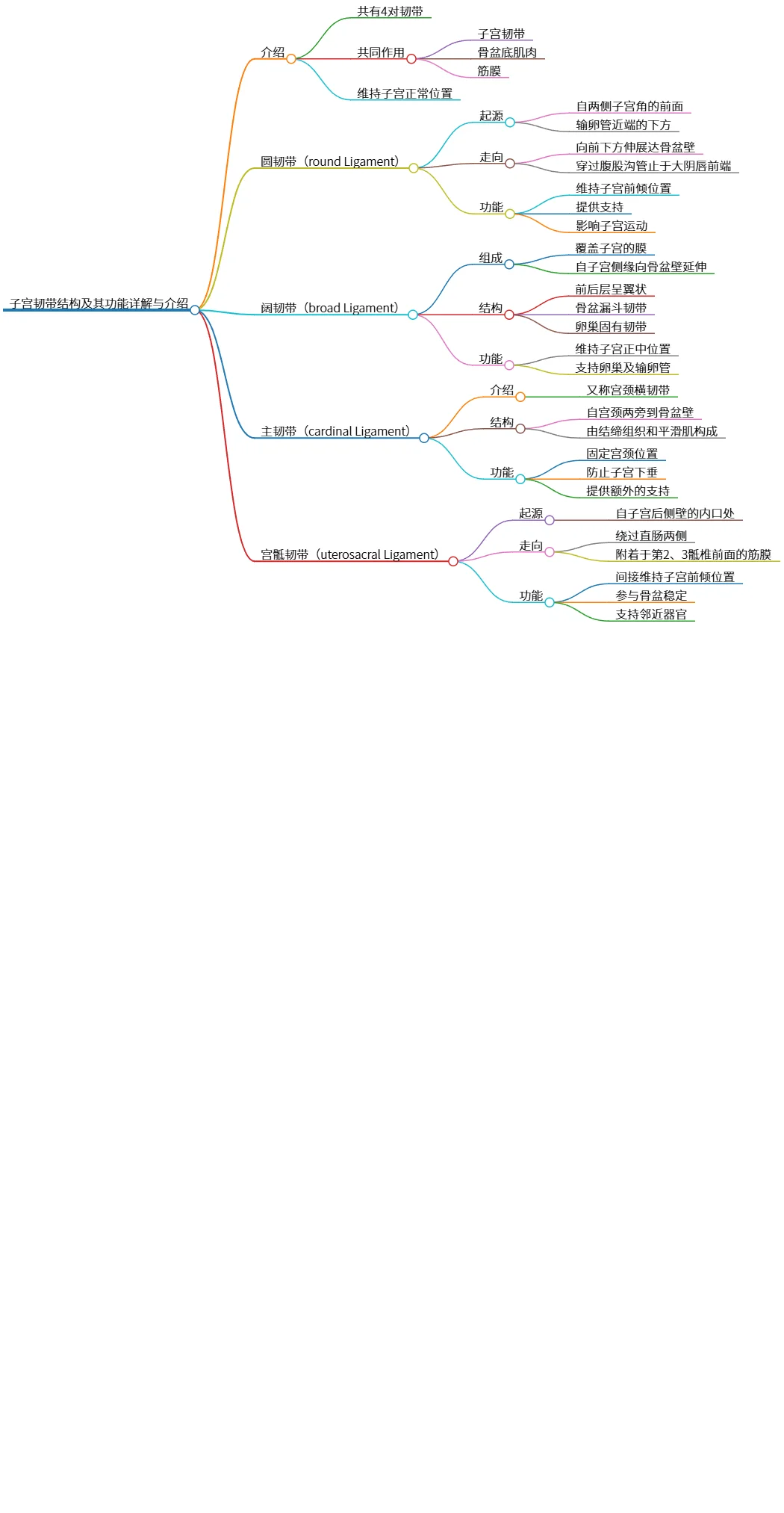 子宫韧带结构及其功能详解与介绍