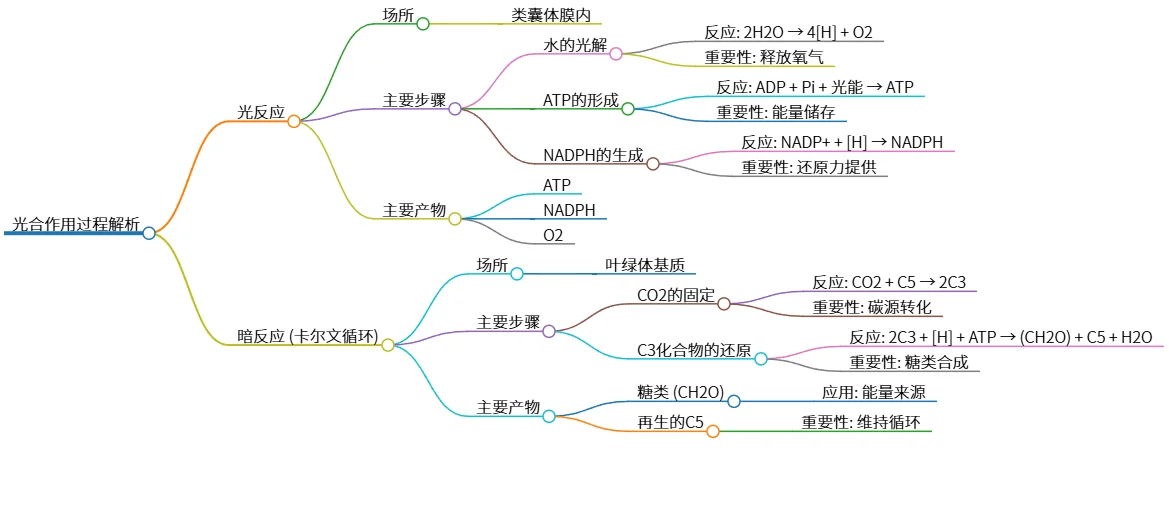 光合作用过程解析:光反应与暗反应详细讲解