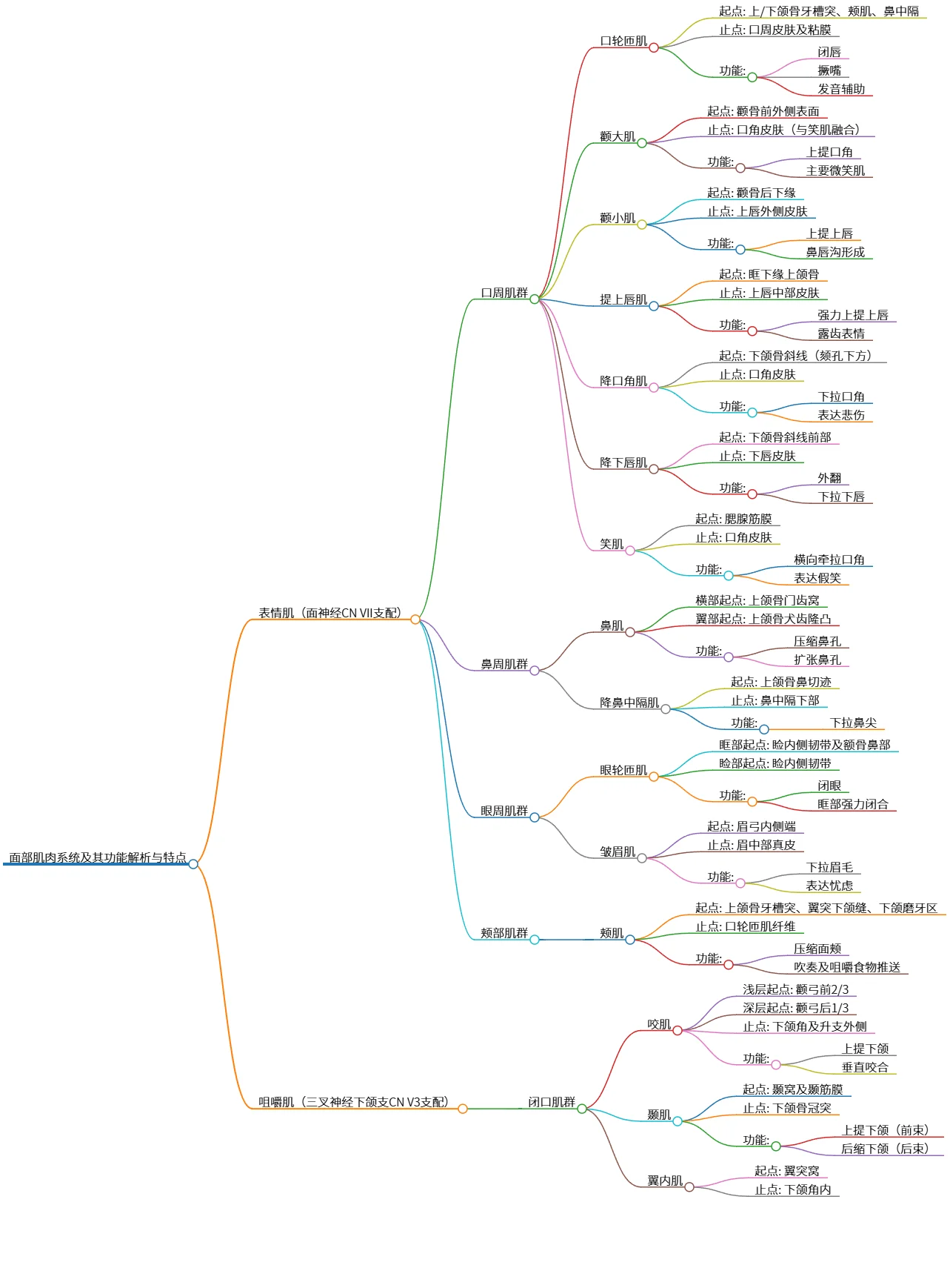 面部肌肉系统及其功能解析与特点