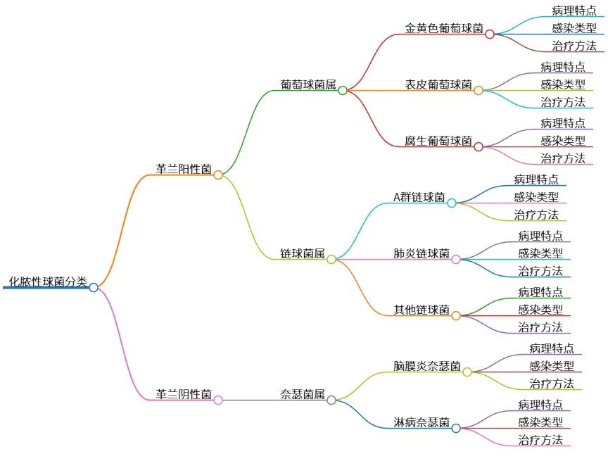 化脓性球菌的分类与主要类型概述解析