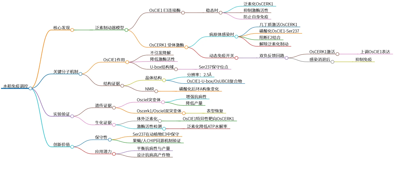 水稻免疫调控:泛素制动器模型的核心发现与应用