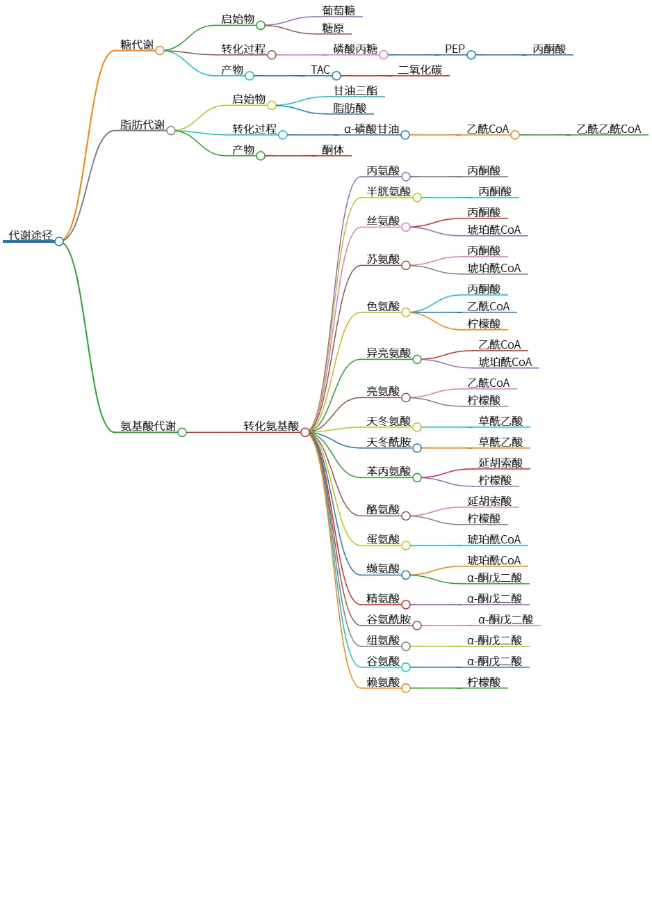 代谢途径:糖、脂肪与氨基酸的转化过程分析