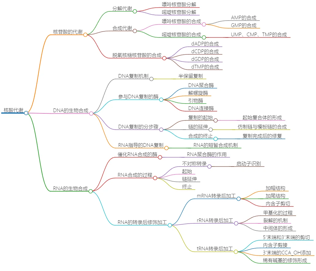核酸代谢:DNA与RNA的生物合成及核苷酸代谢