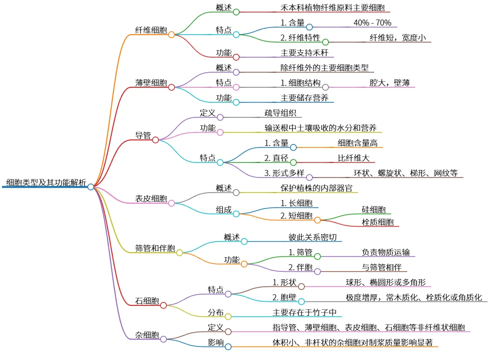 细胞类型及其功能解析：纤维细胞、薄壁细胞等