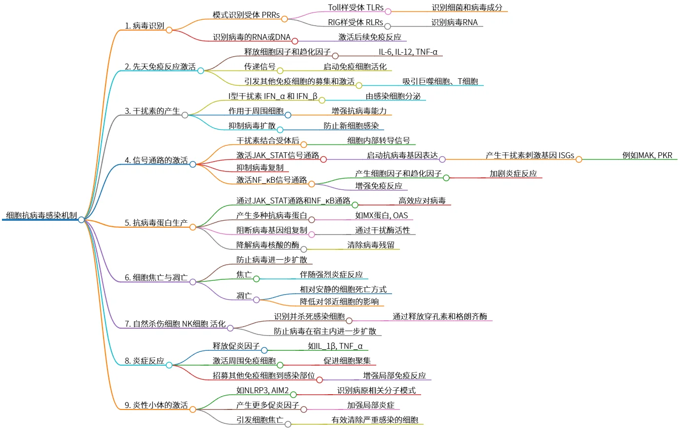 细胞抗病毒感染机制：先天免疫与炎症反应