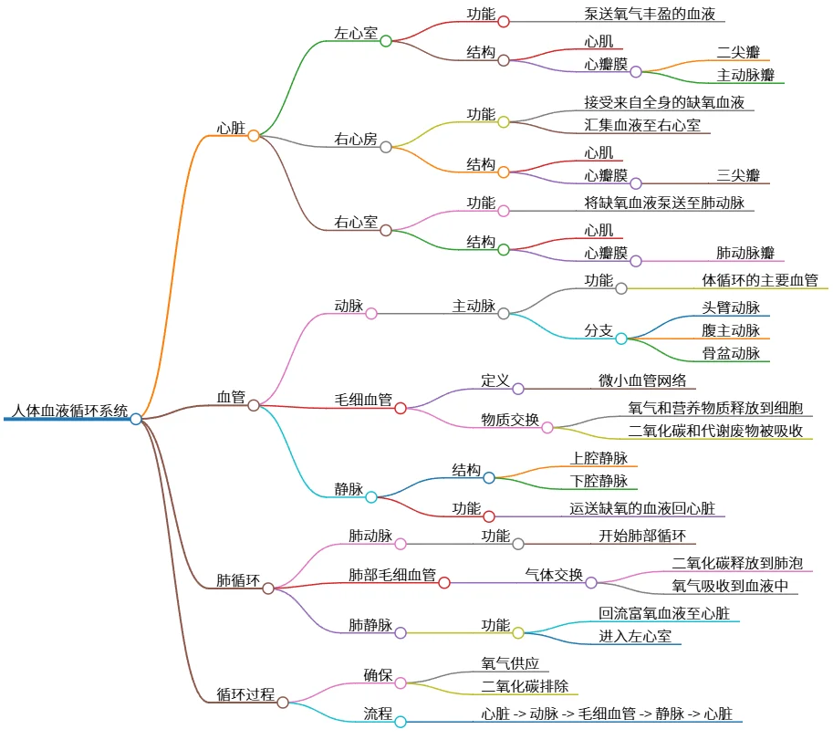 人体血液循环系统：心脏、血管及气体交换