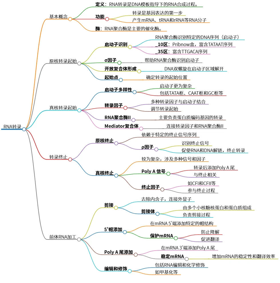 RNA转录：基本概念、过程与前体RNA加工