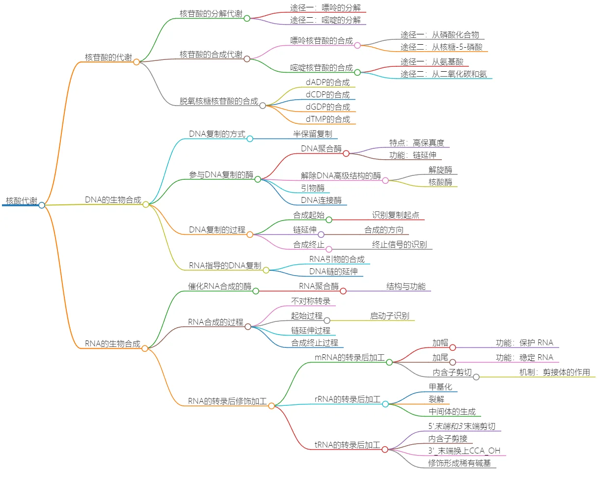 核酸代谢：核苷酸与DNA、RNA的生物合成