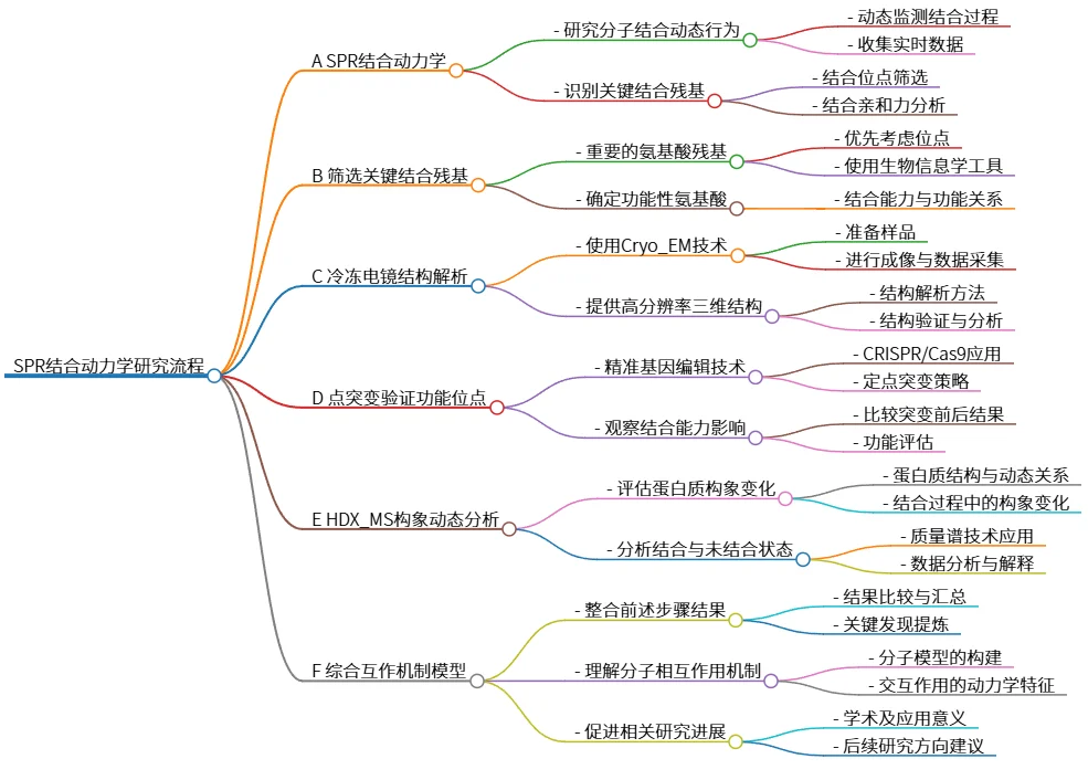 SPR结合动力学研究流程：分子行为与相互作用机制探索