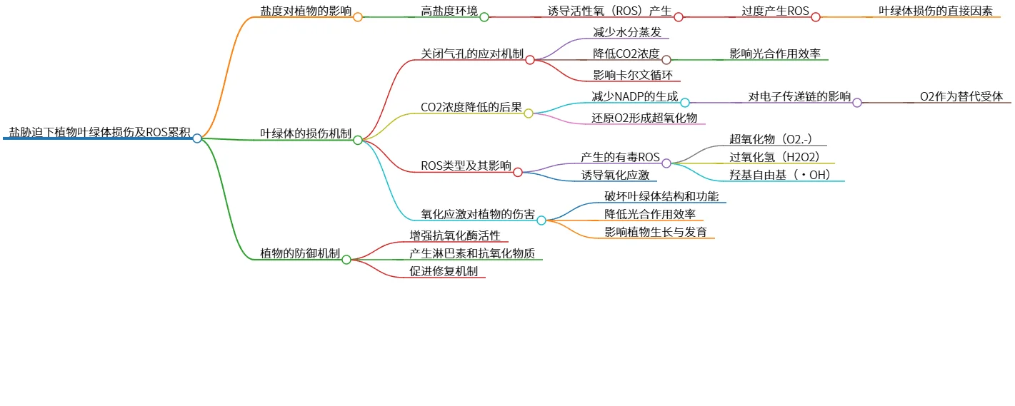 盐胁迫下植物叶绿体损伤及ROS累积