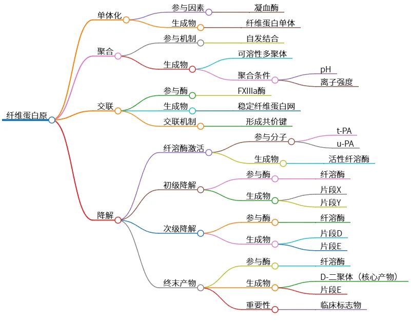 纤维蛋白原的单体化、聚合、交联与降解过程解析
