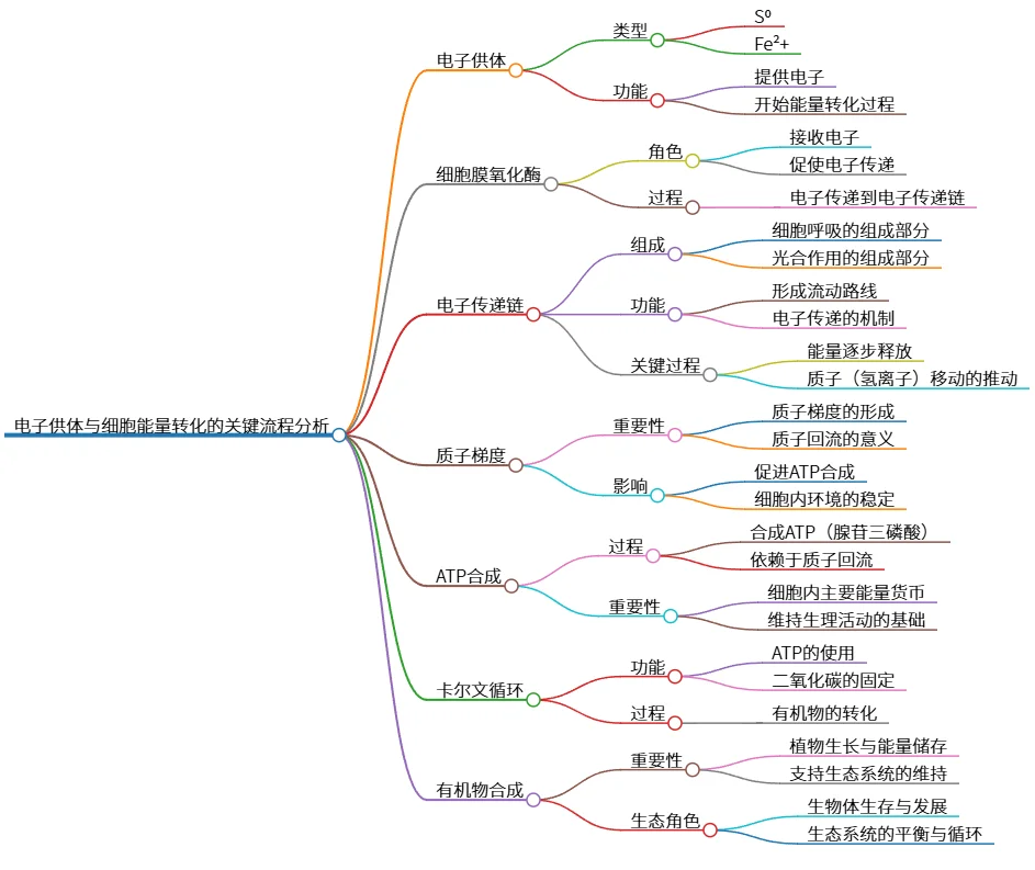 电子供体与细胞能量转化的关键流程分析