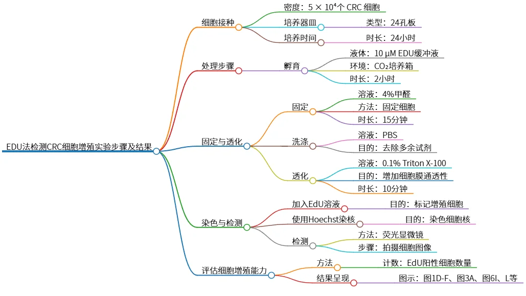 EDU法检测CRC细胞增殖实验步骤及结果