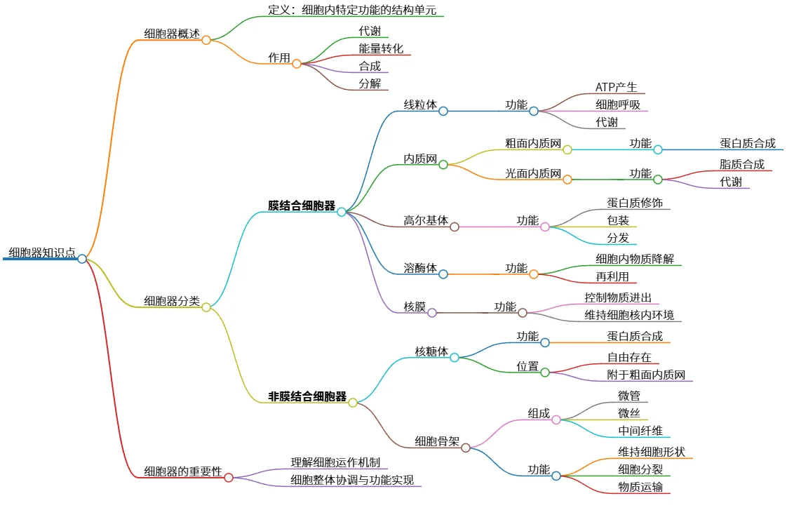 细胞器知识点：功能、分类及重要性概述分析