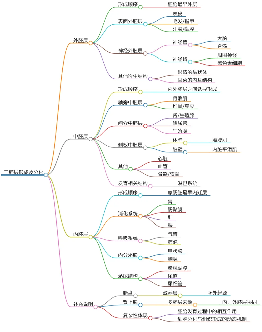 三胚层形成及分化：外、中、内胚层的特征与功能