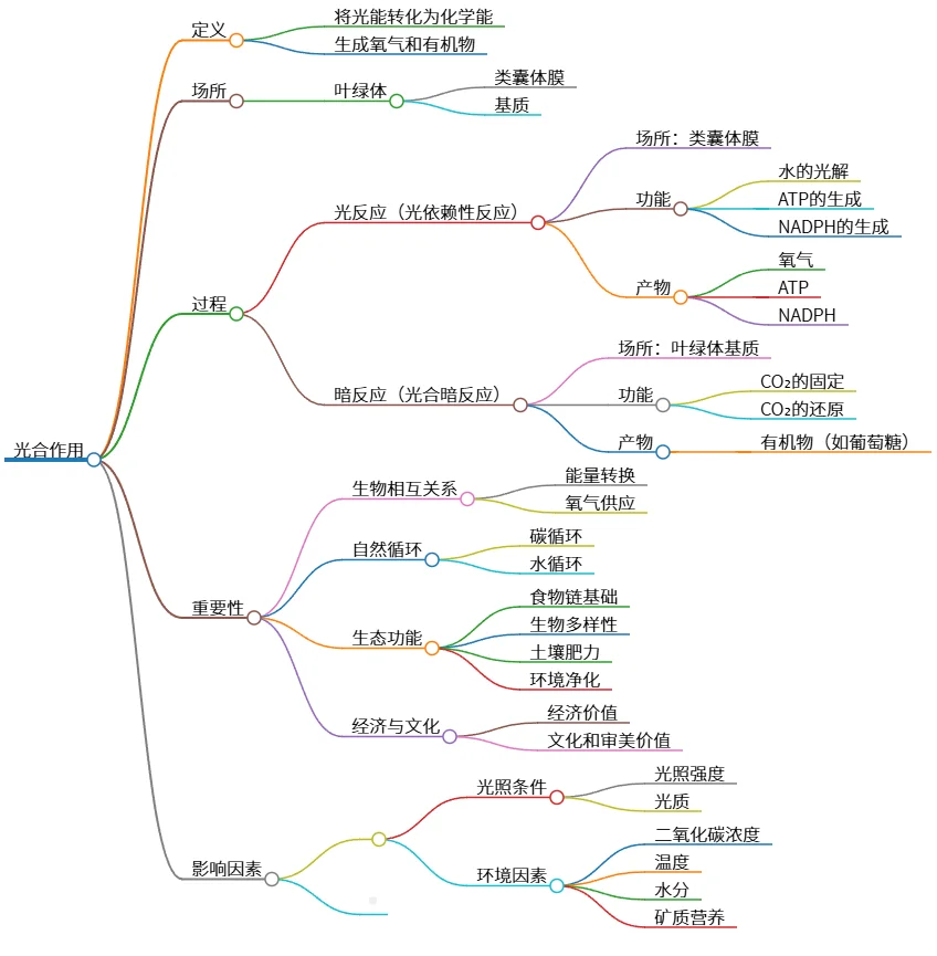 光合作用：过程、重要性及影响因素详解