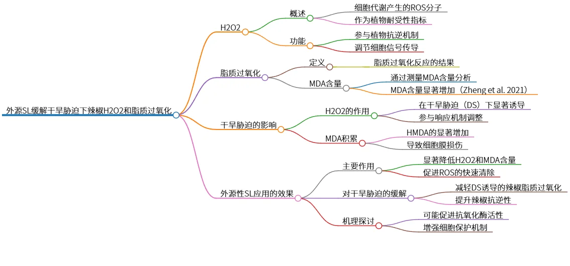 外源SL缓解干旱胁迫下辣椒H2O2和脂质过氧化