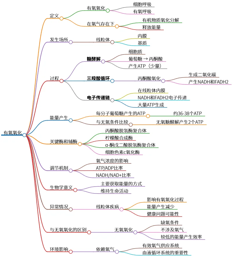 有氧氧化：细胞呼吸过程及能量产生机制